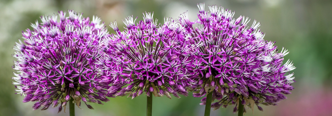 Allium cyrilli